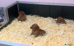 Hungarian Vizsla dogs for sale: Stunning Hungarian Vizsla Puppies  - Image 2