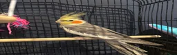 Cockatiels birds for sale: Female cockateil for rehoming  in Wakefield - Advert 3