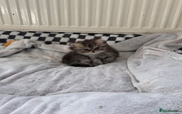 Persian cats for sale: 🌟 Golden Persian Teddy Boy - Image 4