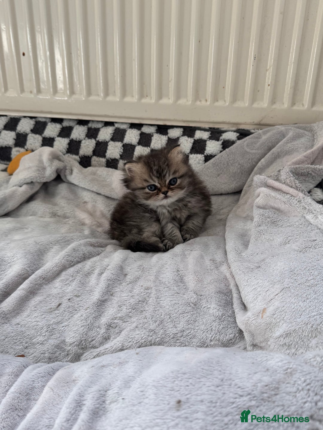 Persian cats for sale: 🌟 Golden Persian Teddy Boy - Image 4