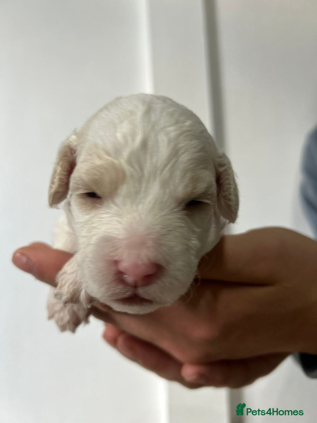 Cavapoochon dogs for sale: Merle Cavapoochon - (COCO) Last girl available  - Image 10