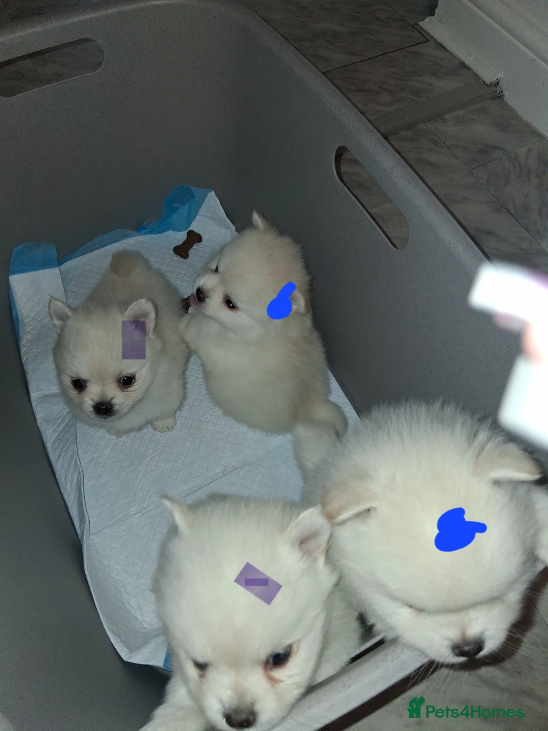 Pomeranian dogs for sale: 💖RARE PURE WHITE POMMERAINIAN💝 - Advert 11