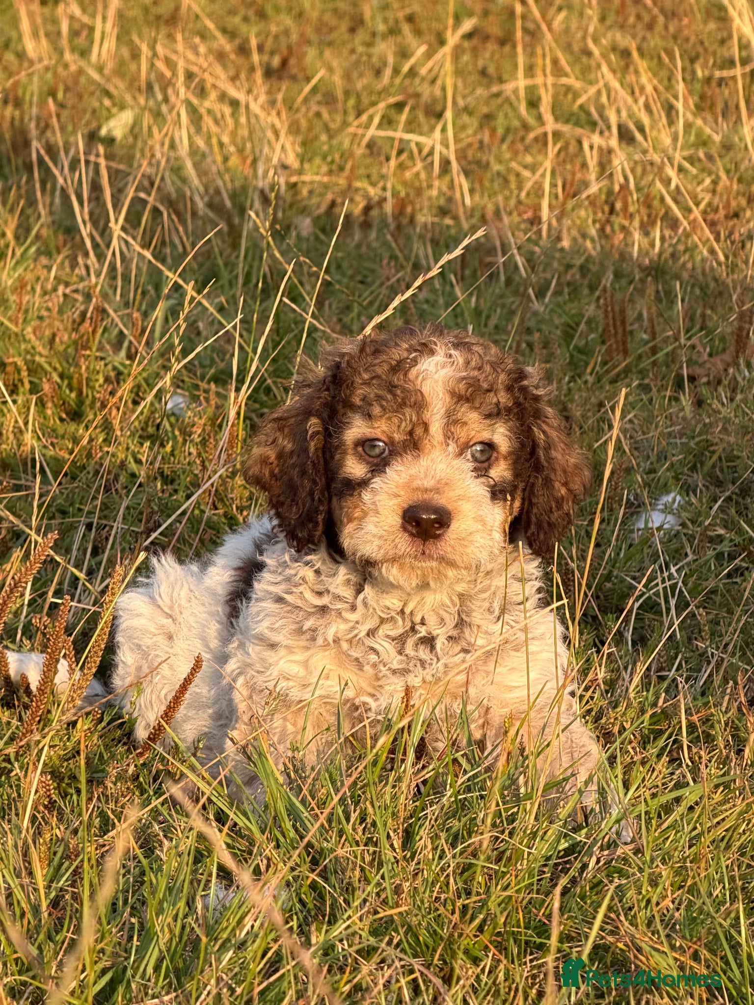 Lagotto Romagnolo dogs Two males available  - Advert 4