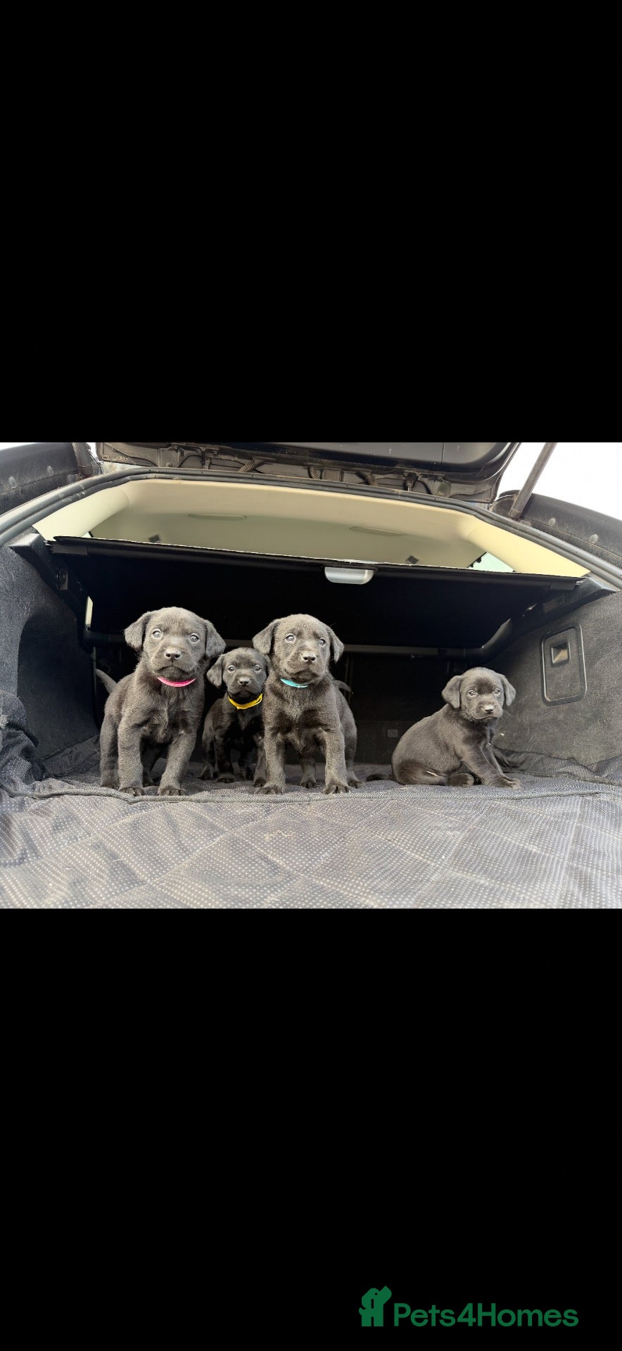 Labrador Retriever dogs for sale: 4 KC reg Labrador puppies for sale  - Advert 2