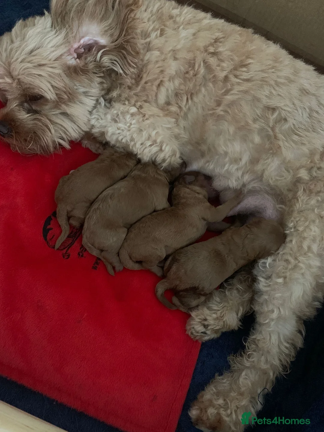 Miniature Poodle dogs for stud: Stunning health tested KC Miniature Poodle in Cannock - Advert 14