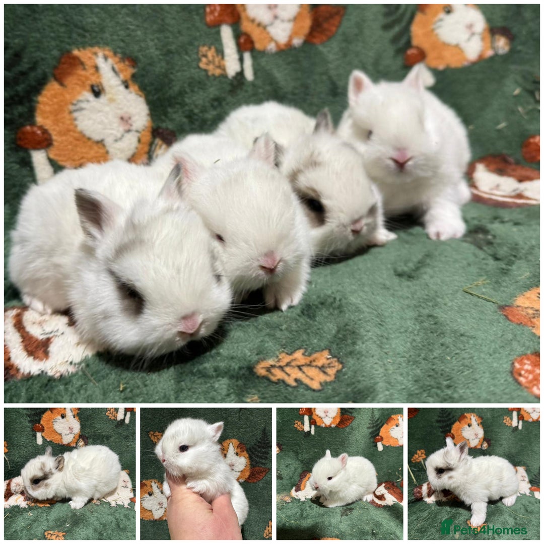 Netherland Dwarf rabbits for sale: Baby Netherland Dwarfs  - Advert 1