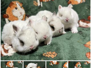 Netherland Dwarf rabbits Baby Netherland Dwarfs - Advert 3