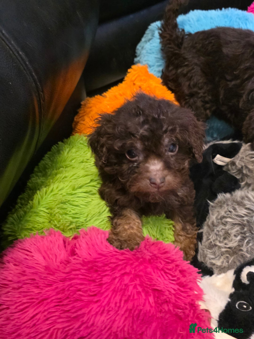 Cockapoo dogs for sale: Cockapoo puppies - Advert 36