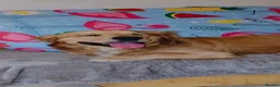 Golden Retriever dogs for adoption: My name is Barney and I love cats (and dogs) - Advert 2