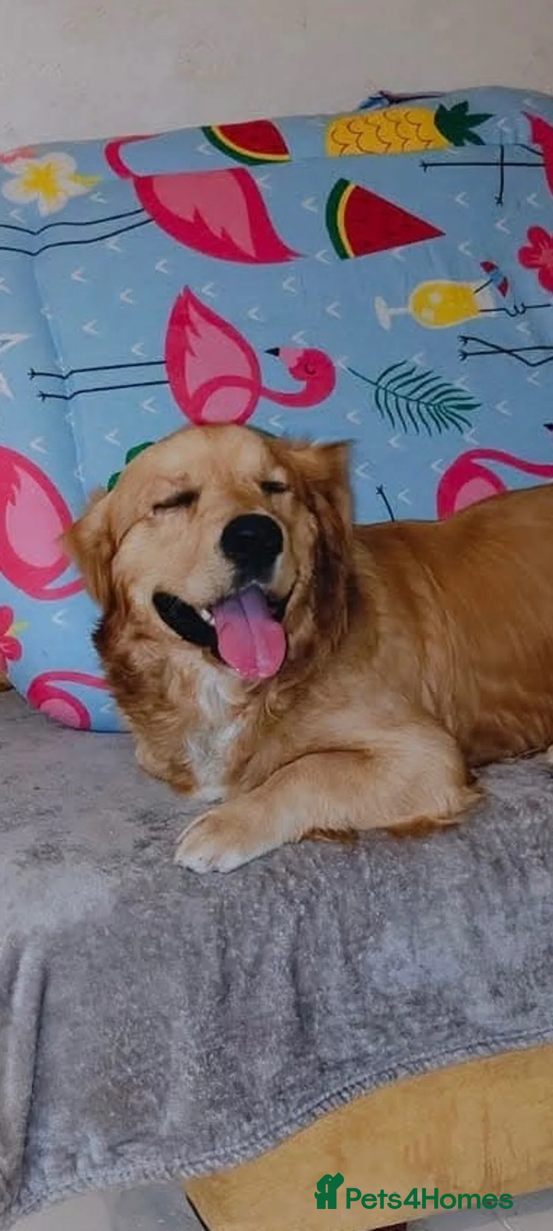 Golden Retriever dogs for adoption: My name is Barney and I love cats (and dogs) - Advert 2