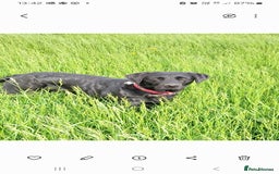 Labrador Retriever dogs for sale: 6 x Beautiful Black Labrador Puppies for sale. - Image 16