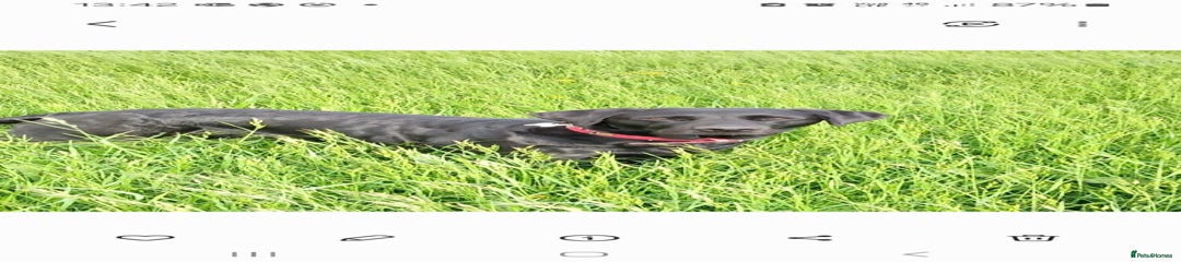 Labrador Retriever Puppy 1-7