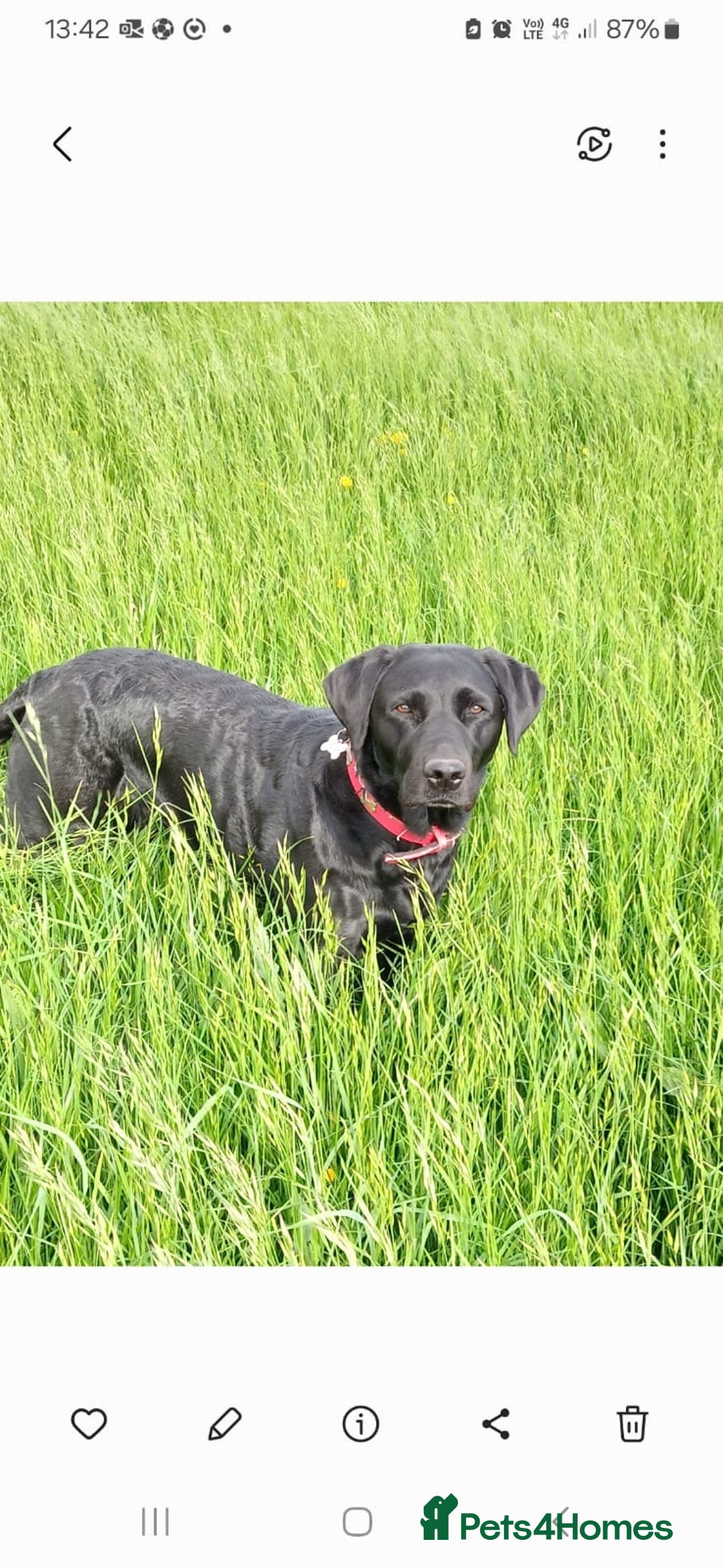 Labrador Retriever dogs for sale: 6 x Beautiful Black Labrador Puppies for sale. - Image 16