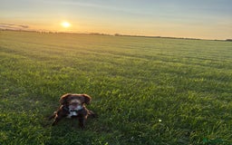 Springador dogs for sale: 2 year old Springador - Image 1