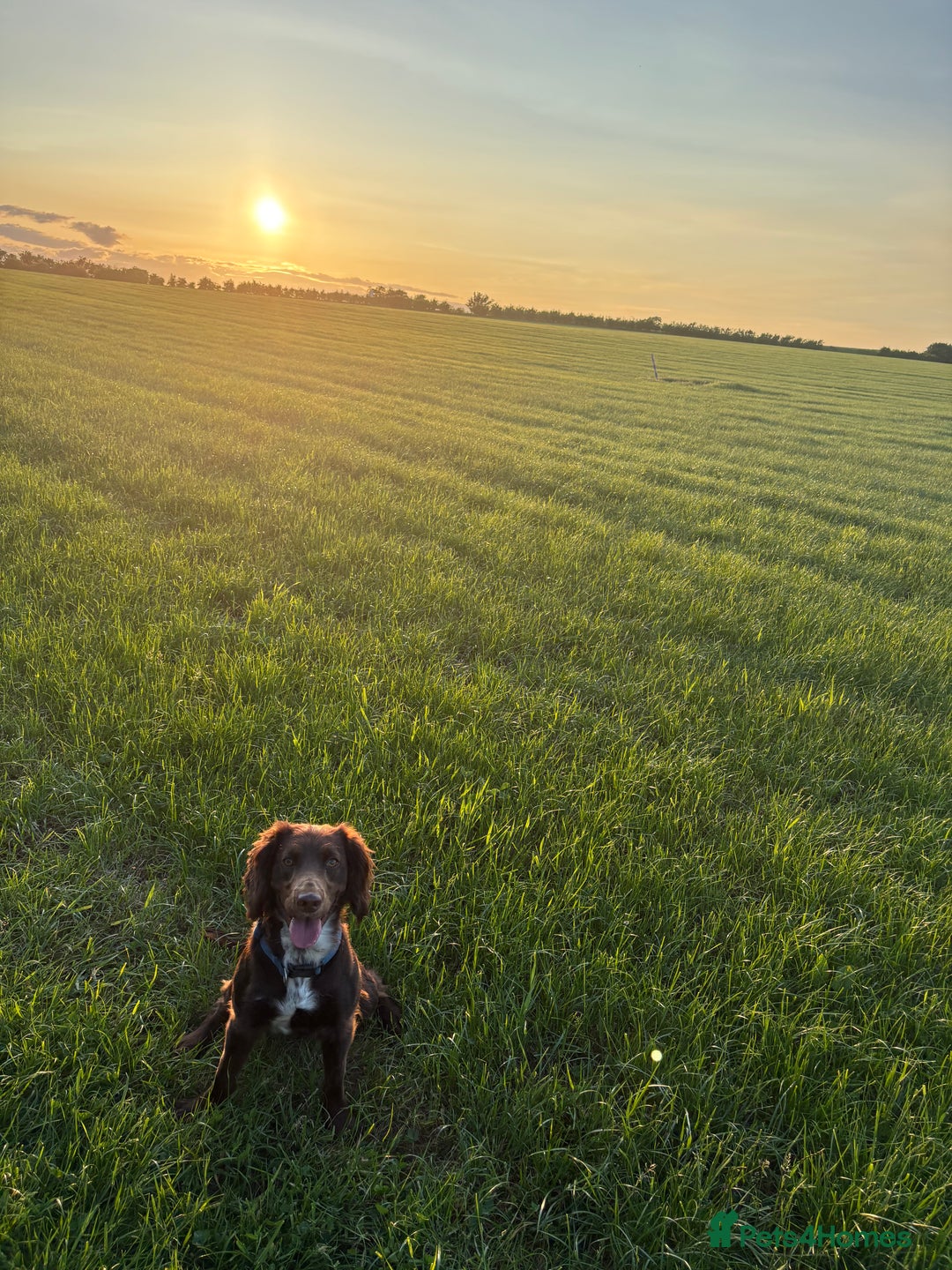 Springador dogs for sale: 2 year old Springador - Image 1