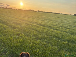 Springador dogs - Advert 3