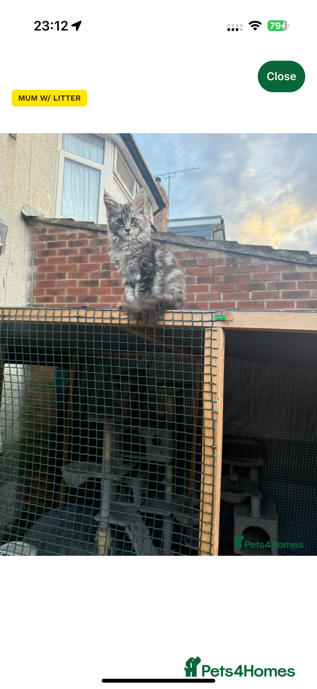 Maine Coon cats for sale: Beautiful Maine Coon Girl –Ready Now - Advert 3