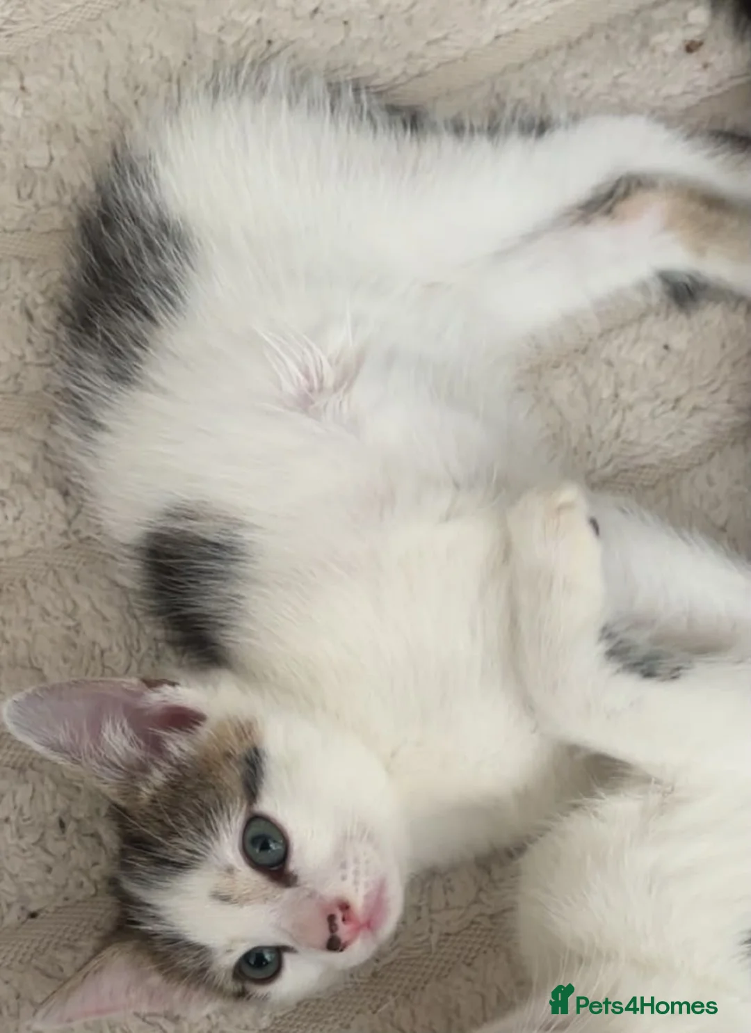 Mixed Breed cats for sale: Boys cats  in Rugby - Advert 5