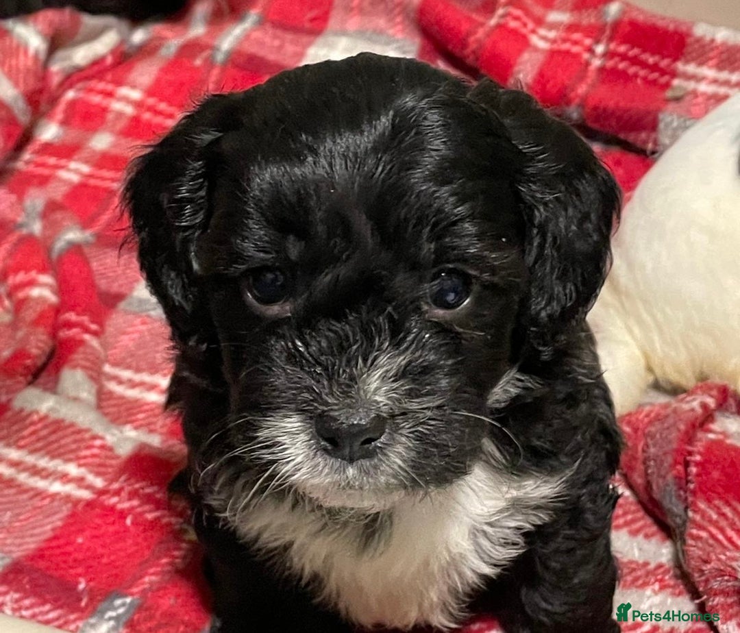 Mixed Breed dogs for sale: Stunning Sproodle x Shih Tzu pups ready 26/1 - Advert 7