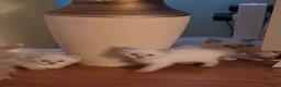 Ragdoll cats for sale: Beautiful Ragdoll Kittens - Advert 5