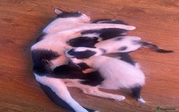 Domestic Shorthair cats for sale: Luna, Snow, Minx & Oreo - 10 Weeks old - Image 19