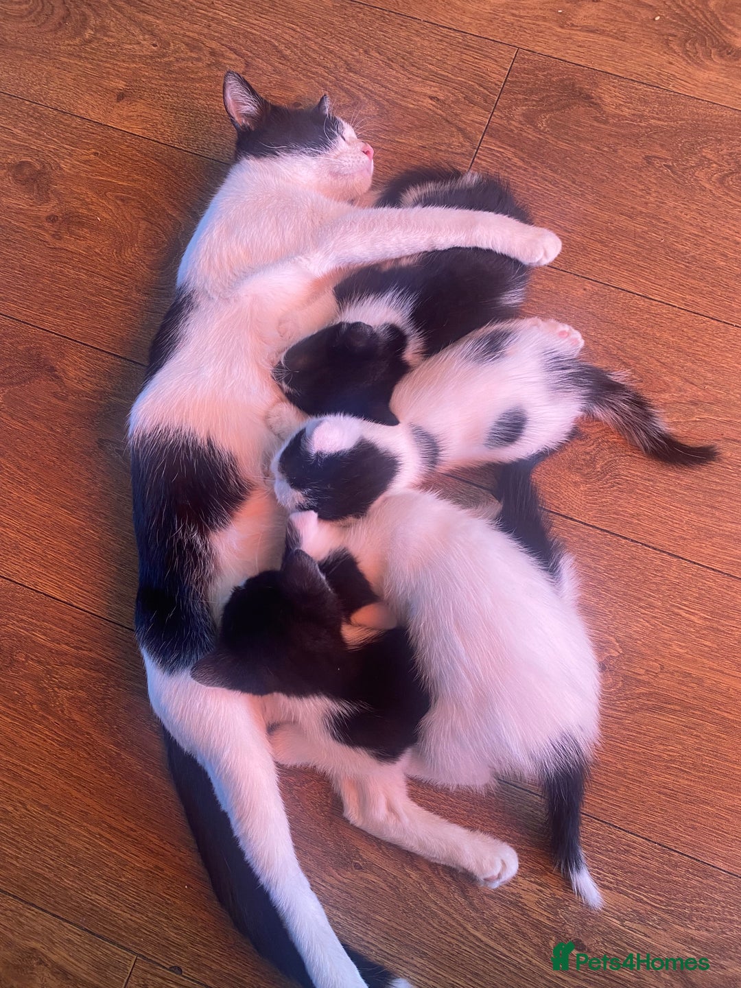 Domestic Shorthair cats for sale: Luna, Snow, Minx & Oreo - 10 Weeks old - Image 19
