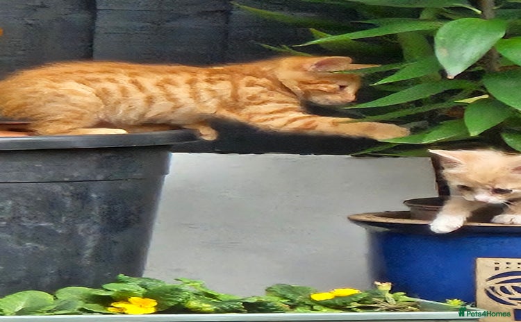 Mixed Breed cats - Advert 2