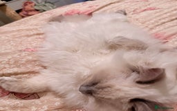 Ragdoll cats for sale: Three gorgeous ragdolls for sale  - Image 4