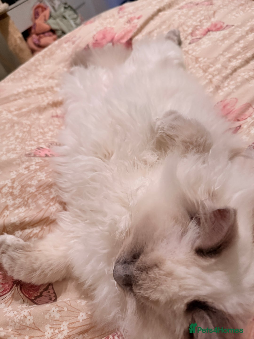 Ragdoll cats for sale: Three gorgeous ragdolls for sale  - Image 4