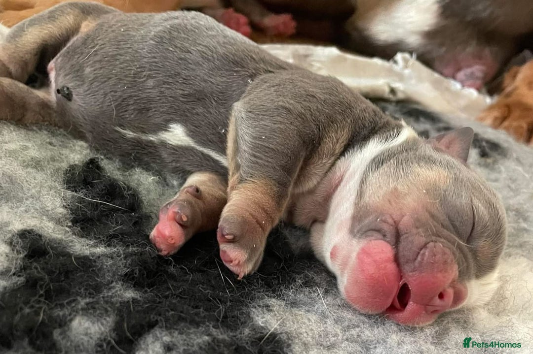 Olde English Bulldogge dogs for sale: STUNNING OLDE ENGLISH BULLDOG - Image 3