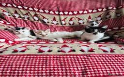 Domestic Shorthair cats for sale: Kittens for sale  - Image 1