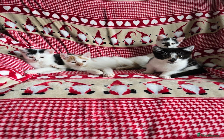 Domestic Shorthair cats - Advert 16