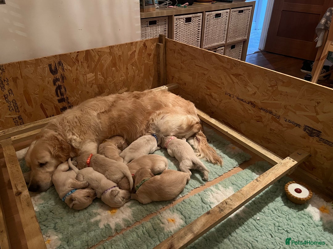 Golden Retriever dogs for sale:  Golden Retriever Puppies – KC Registered - Advert 19
