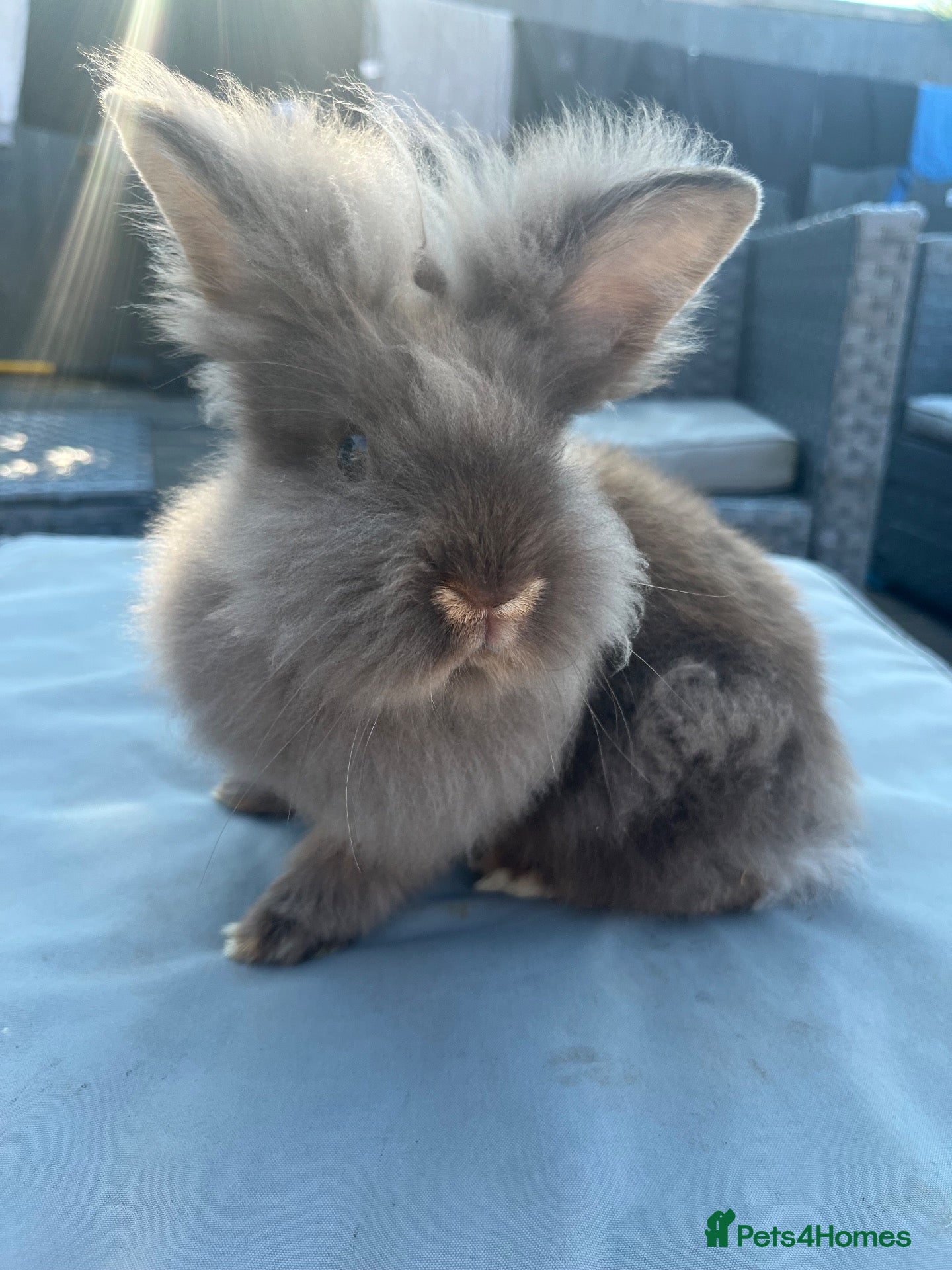 Lionhead rabbits Beautiful male bunny - Advert 4