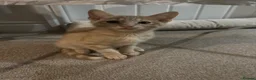 Siamese cats for sale: Siamese X British Short Hair - Advert 16