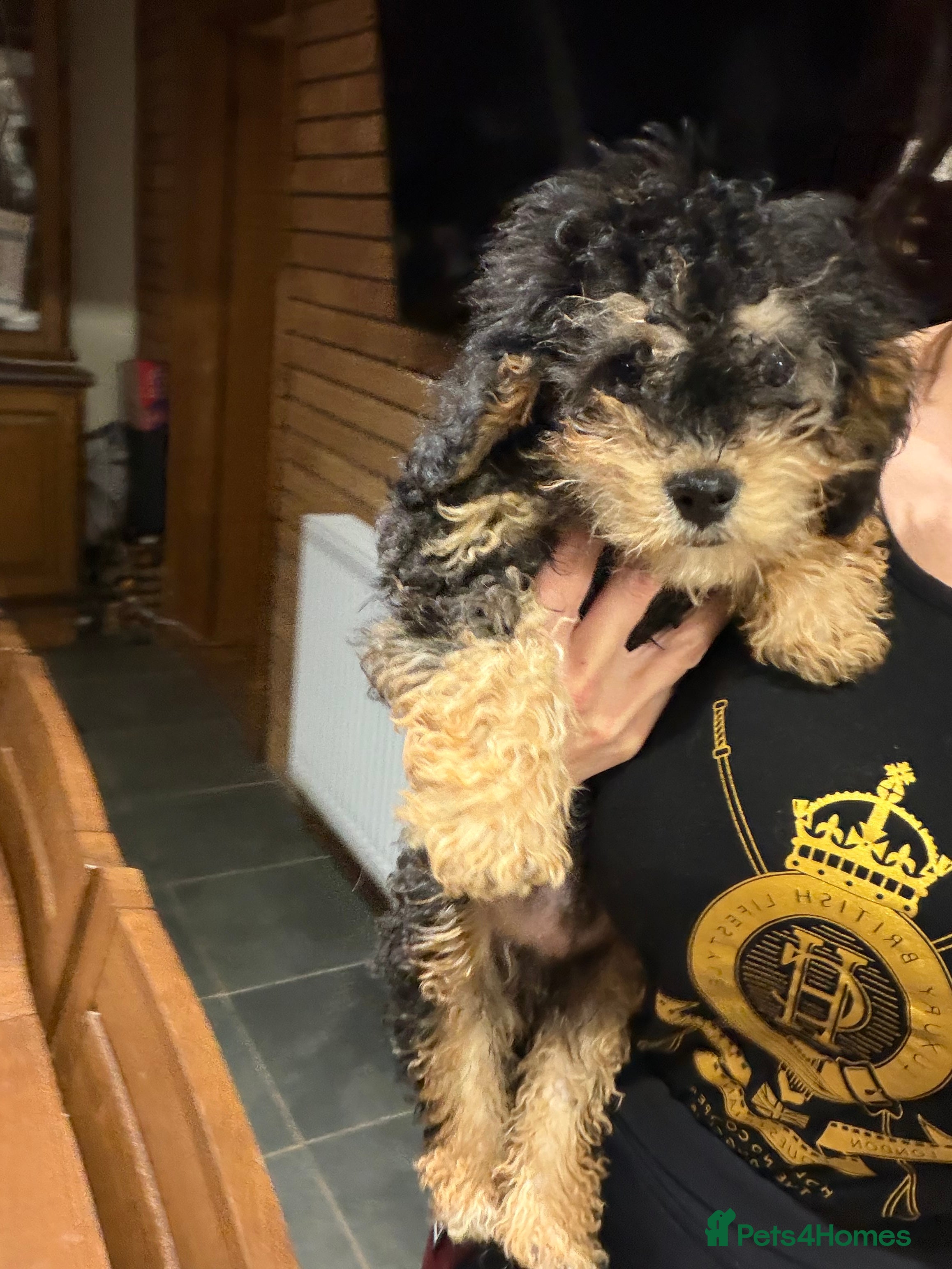Cavapoo dogs Stunning cavapoo puppies ready now  - Advert 1