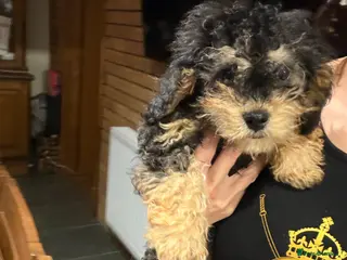 Cavapoo dogs Stunning cavapoo puppies ready now - Advert 1