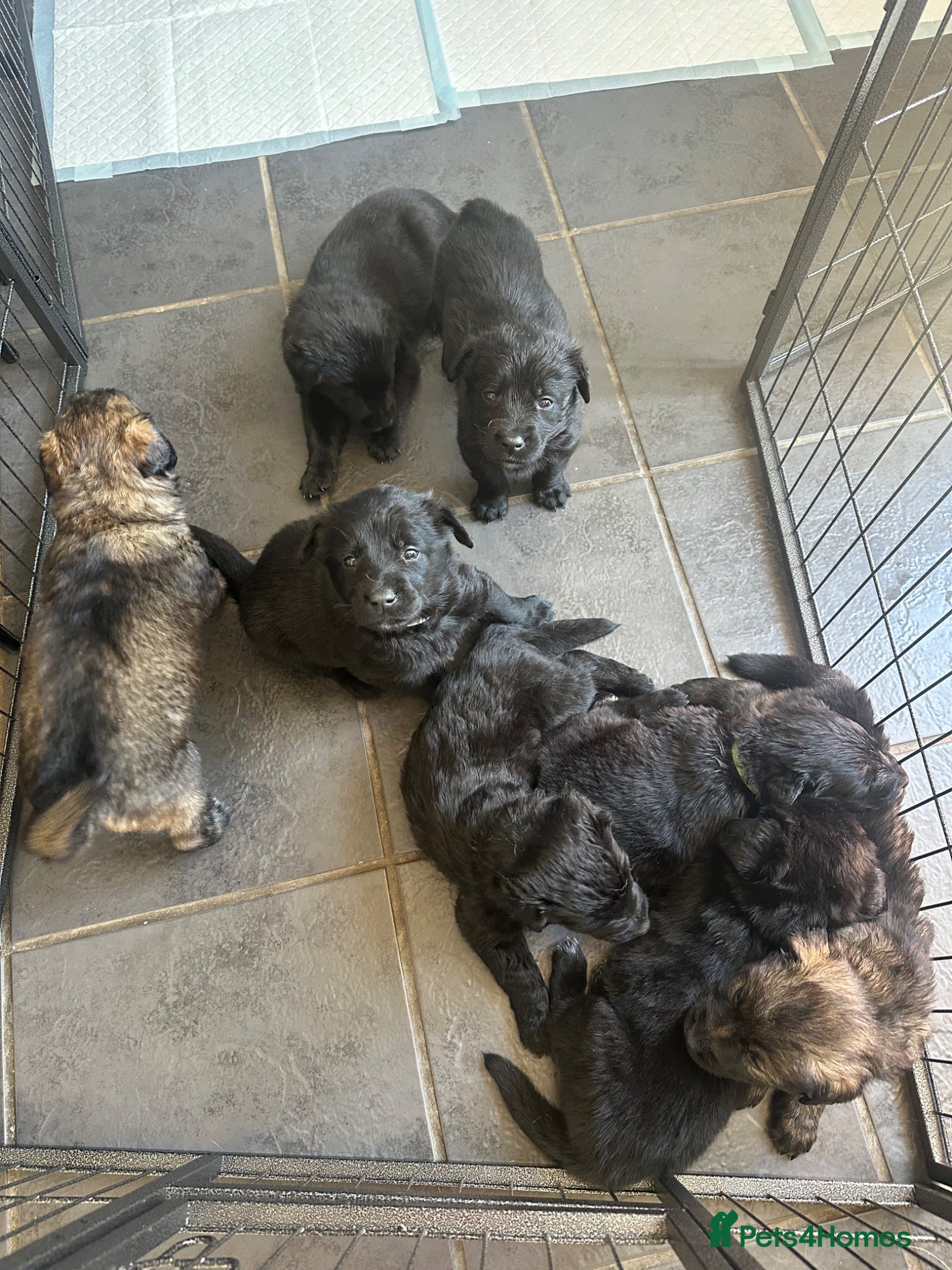 Golden Shepherd dogs 🌸🐾 Adorable Golden Shepherd Puppies 🐾🌸 - Advert 1