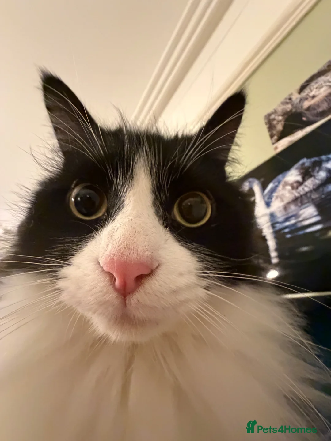 Mixed Breed cats for sale: Beautful Boy Bear *Indoor only* - Advert 2