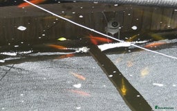 Koi Carp fish for sale: pond clearence koi sturgeon carp - Image 8