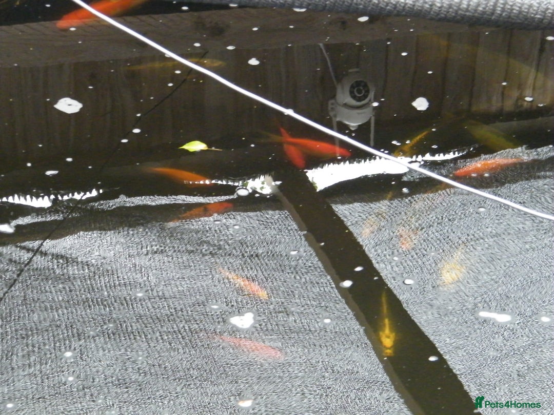 Koi Carp fish for sale: pond clearence koi sturgeon carp - Image 8