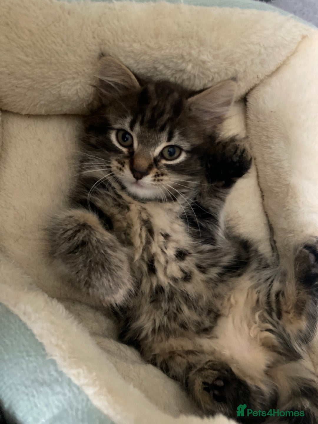 Mixed Breed cats for sale: 2 x 11 week old Female Kittens must go together!  - Image 14