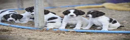 English Springer Spaniel dogs for sale: English springer spaniel puppies  in Exeter - Advert 20
