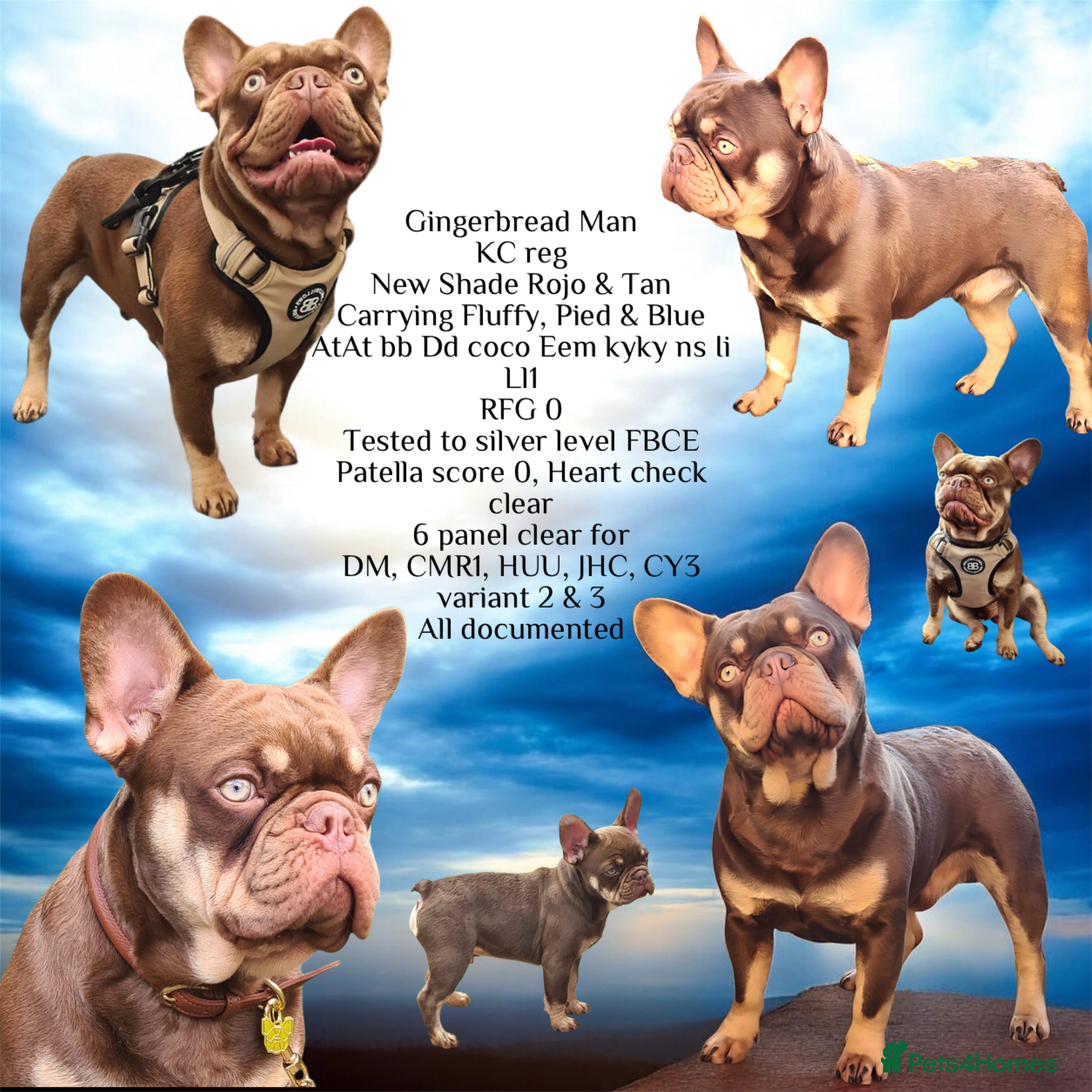 French Bulldog dogs 🐾⭐️New Shade Rojo tan RFG 0, 6 panel clear⭐️🐾 in Birmingham - Advert 10