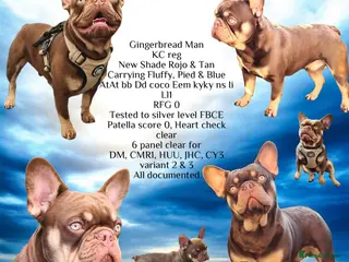 French Bulldog dogs 🐾⭐️New Shade Rojo tan RFG 0, 6 panel clear⭐️🐾 in Birmingham - Advert 12