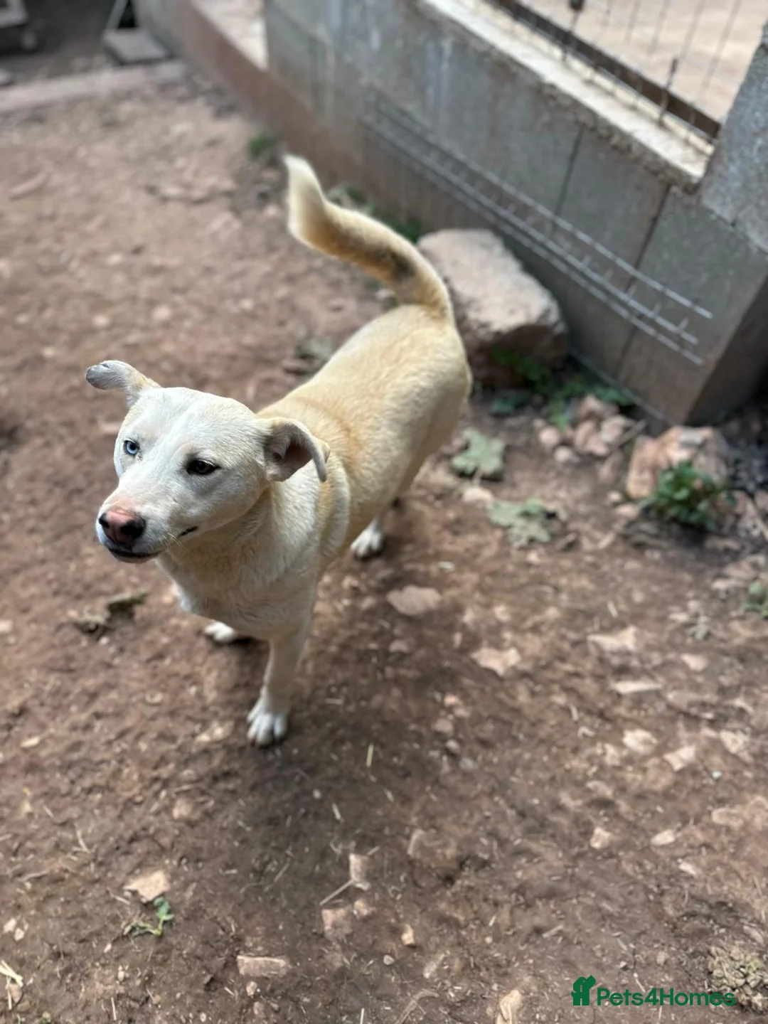 Mixed Breed dogs for adoption: Sakari 💛 - Advert 5