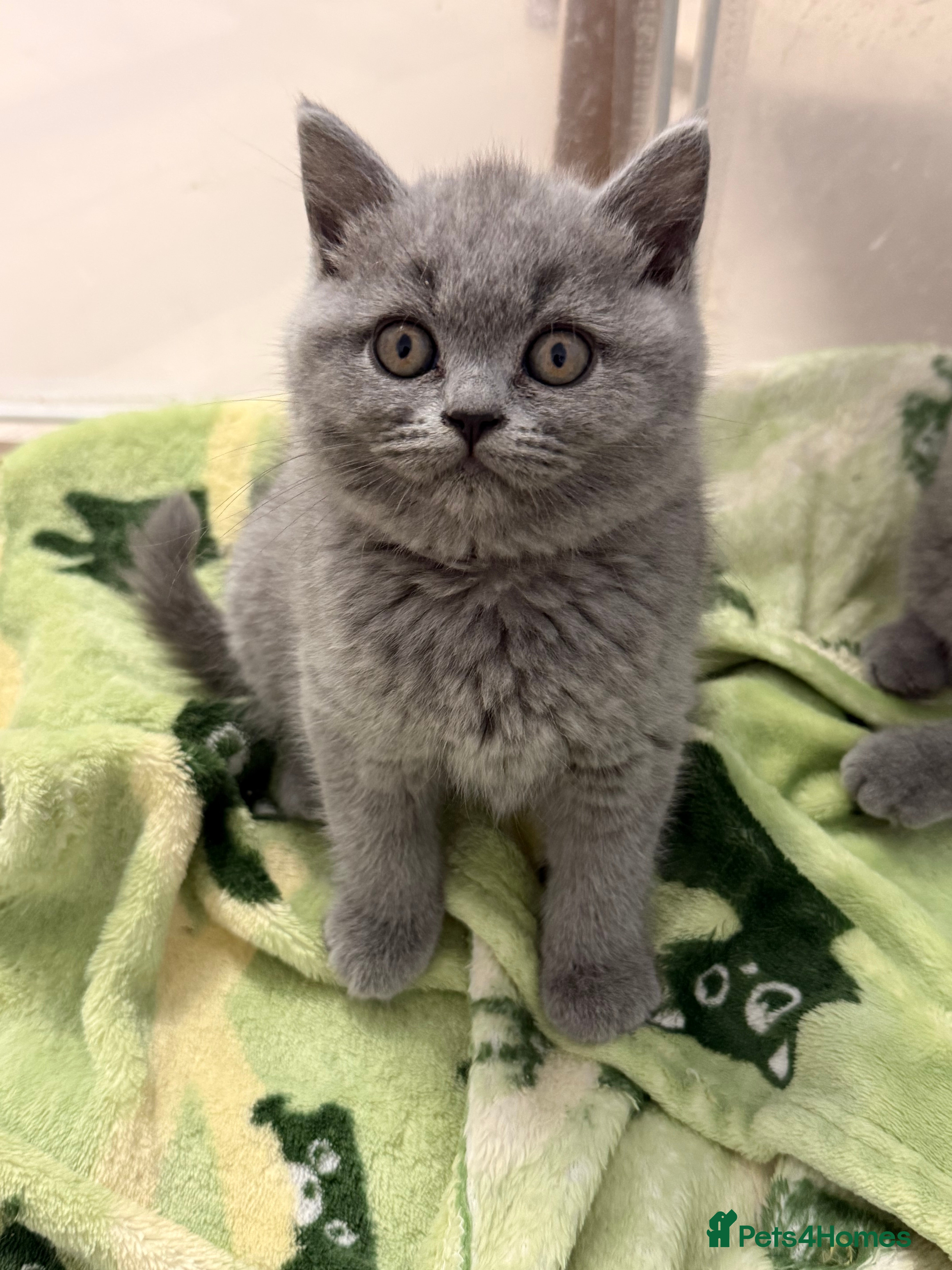 British Shorthair cats 💕🏅🏅CHAMP BLOOD BRITISH SHORT HAIR KITTENS🏅🏅💕 - Advert 2