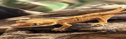 Gecko reptiles for sale: CB25 Crested Geckos | Dalmatian & Lily White  - Advert 4