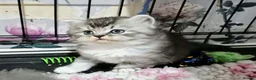 British Longhair cats for sale: GCCF REG, British Longhairs. - Advert 6