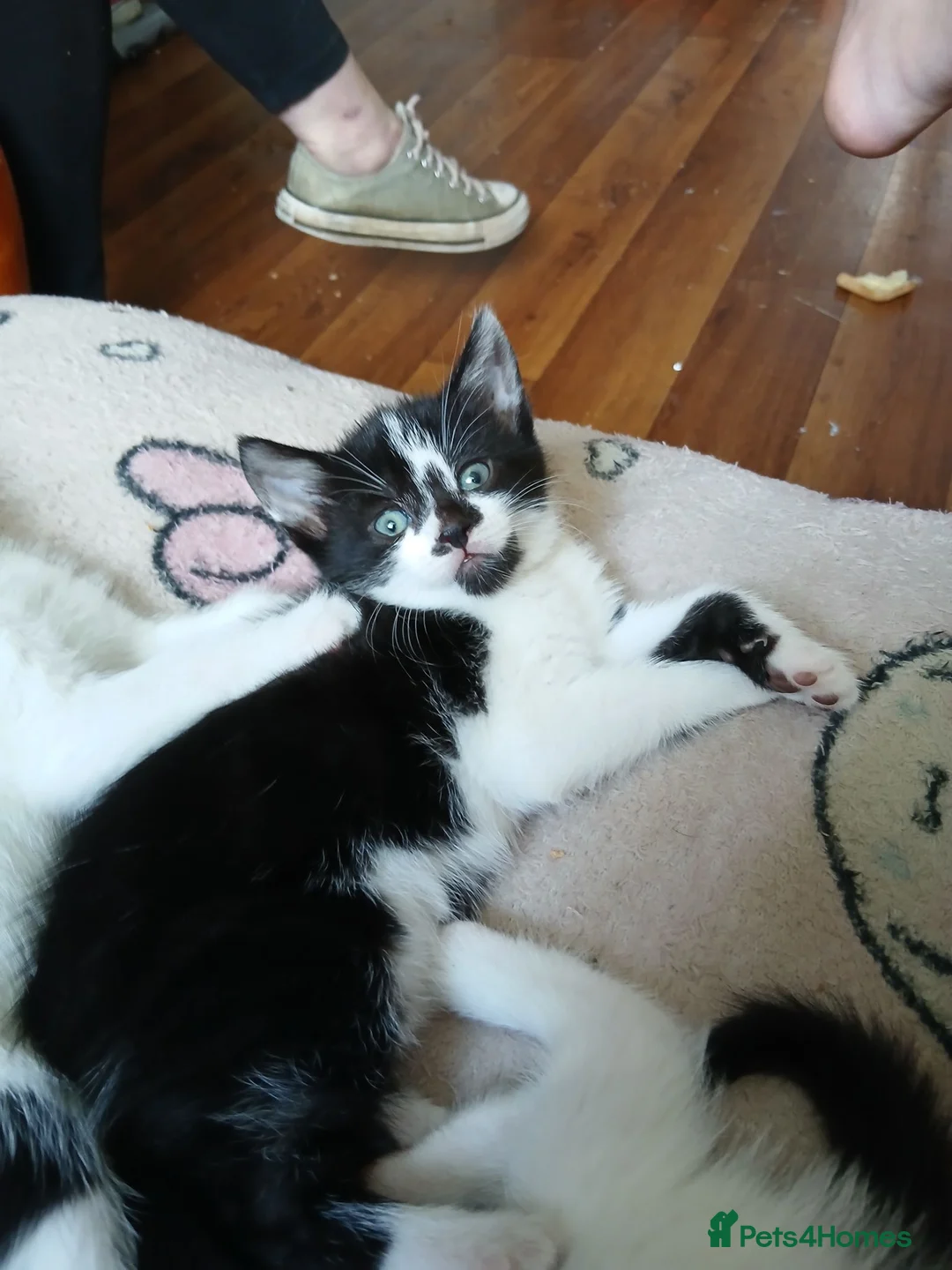 Mixed Breed cats for sale: Sweet cute kitten  - Advert 2